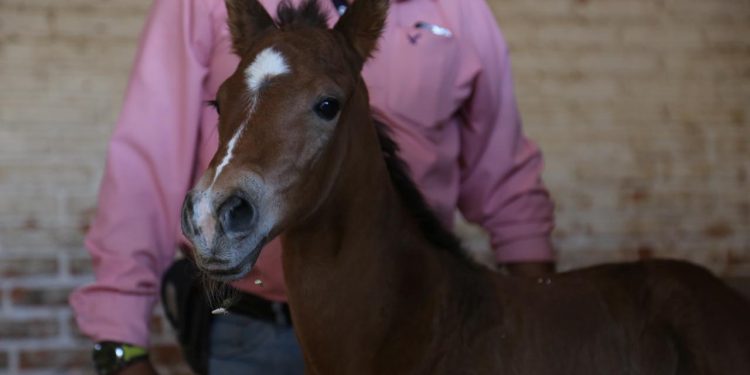 Invita SSP a ponerle nombre a nuevo potrillo de la División Montada