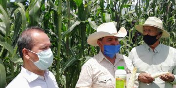 Agricultura Sustentable triplicó rendimientos de maíz blanco en Zacapu