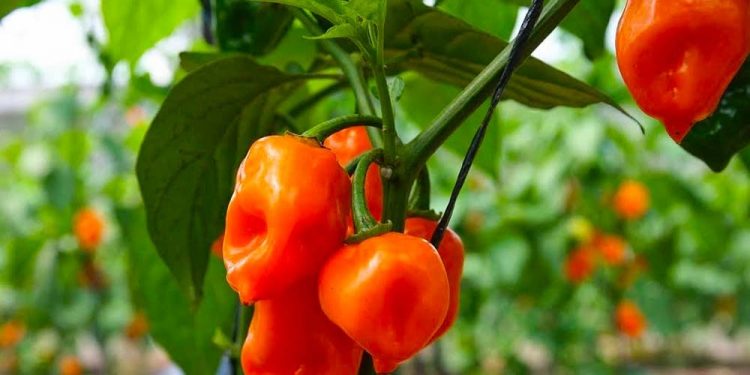 Produce Michoacán 260 mil toneladas de cinco variedades de chiles