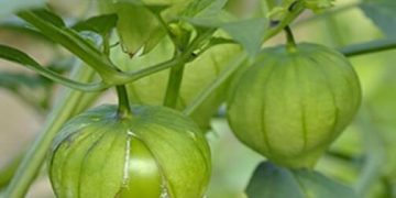 Produce Michoacán cerca de 45 mil toneladas de tomate