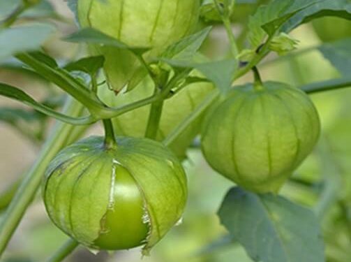 Produce Michoacán cerca de 45 mil toneladas de tomate