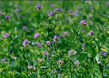 Produce Michoacán casi 362 mil toneladas de alfalfa