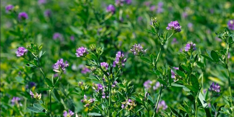 Produce Michoacán casi 362 mil toneladas de alfalfa