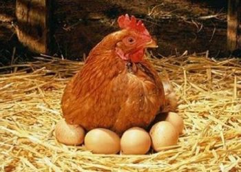 Produce Michoacán casi 19 mil toneladas de huevo