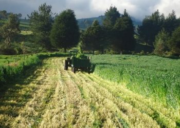 Produce Michoacán más de 429 mil toneladas de avena forrajera