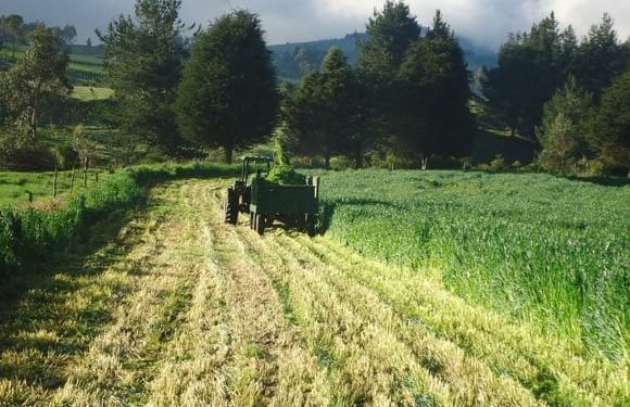 Produce Michoacán más de 429 mil toneladas de avena forrajera
