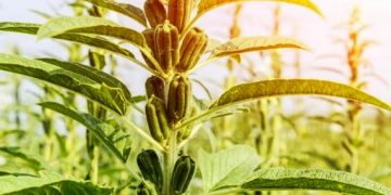 Crece 30% valor de la producción de ajonjolí en 4 años en Michoacán