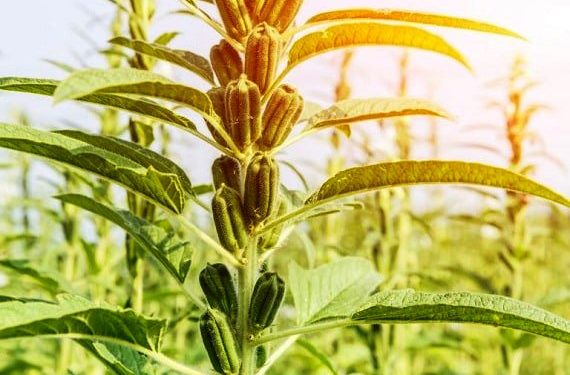 Crece 30% valor de la producción de ajonjolí en 4 años en Michoacán