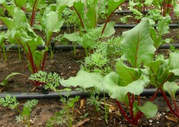 Maravatío da 8° lugar a Michoacán en producción de betabel