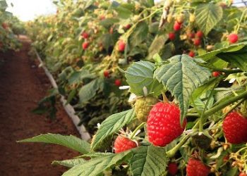 Michoacán, 3° en producción de frambuesa en el país