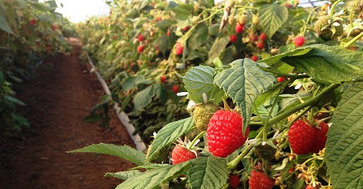 Michoacán, 3° en producción de frambuesa en el país