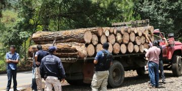 Piden diputados combatir delitos ambientales en Michoacán