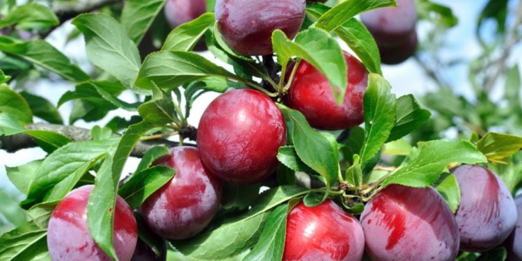 Produce Michoacán más de 13 mil toneladas de ciruela o endrina