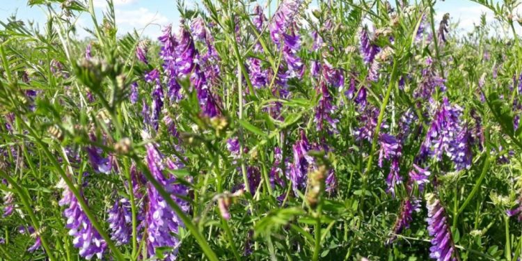 Produce Michoacán el 71.8 por ciento del ebo janamargo del país