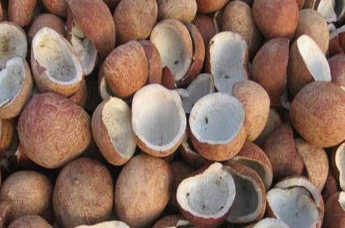 Produce Michoacán más de 2 mil 700 toneladas de copra