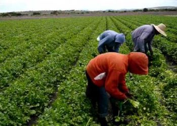 Produce Michoacán más de 2 mil toneladas de cilantro