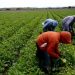 Produce Michoacán más de 2 mil toneladas de cilantro