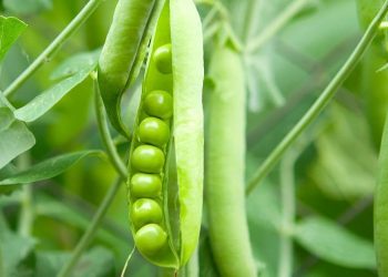 Michoacán produce casi mil toneladas de chícharo en once municipios