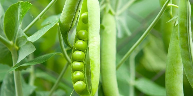 Michoacán produce casi mil toneladas de chícharo en once municipios