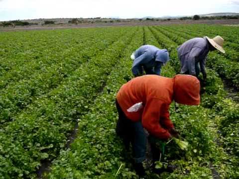 Produce Michoacán más de 2 mil toneladas de cilantro