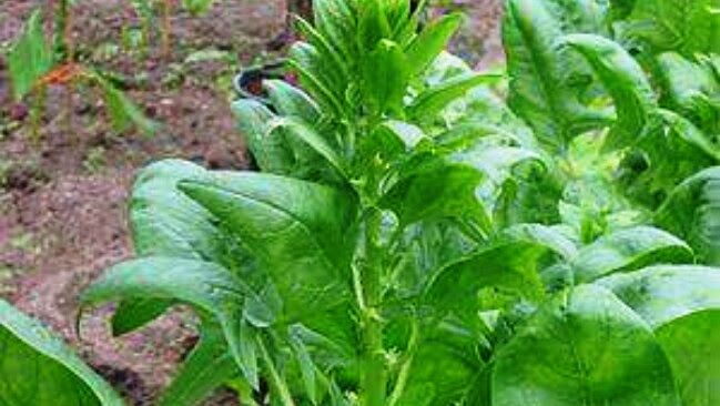 Tarímbaro da a Michoacán el 12º lugar nacional en producción de espinaca