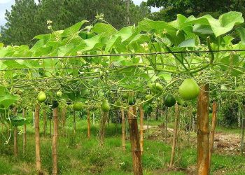 Cinco municipios dan a Michoacán el 2° lugar en producción de chayote