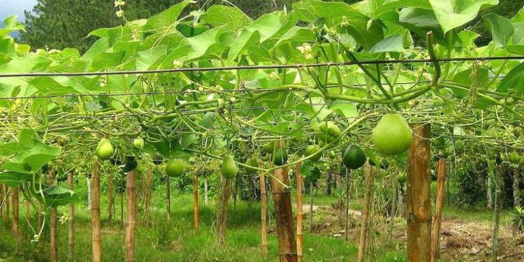 Cinco municipios dan a Michoacán el 2° lugar en producción de chayote
