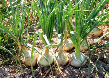 En Michoacán, 30 municipios producen más de 113 mil toneladas de cebolla