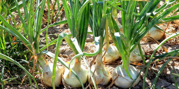 En Michoacán, 30 municipios producen más de 113 mil toneladas de cebolla