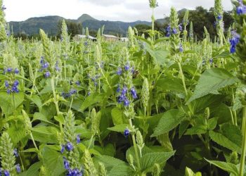 Michoacán produce 41 toneladas de chía en cinco municipios