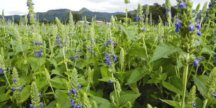 Michoacán produce 41 toneladas de chía en cinco municipios