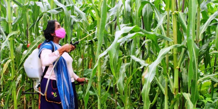 Participan 75 mil 176 mujeres jefas de familia en el campo