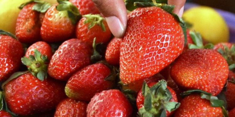 Michoacán refrenda su liderazgo en producción de fresa a nivel nacional