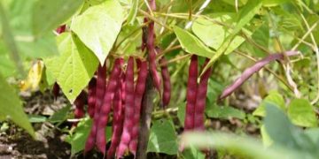 Se producen más de 6 mil toneladas de frijol en 63 municipios de Michoacán