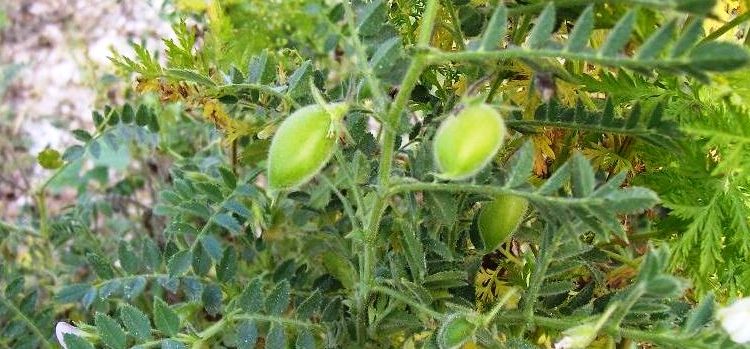 Michoacán, tercer productor nacional de garbanzo forrajero