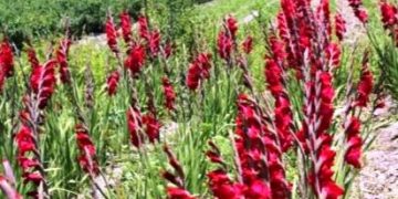 Michoacán es el cuarto productor nacional de gladiola