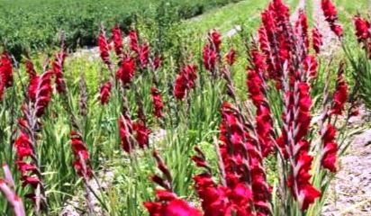 Michoacán es el cuarto productor nacional de gladiola