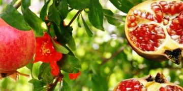 Zitácuaro da el 12° lugar a Michoacán en producción de granada