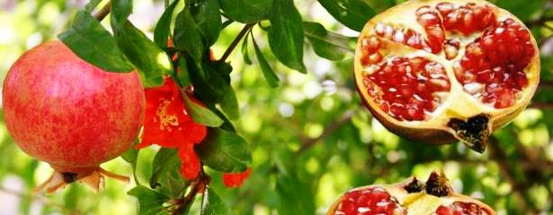 Zitácuaro da el 12° lugar a Michoacán en producción de granada