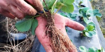 Produce Michoacán el 31.8 por ciento de la plántula de fresa del país