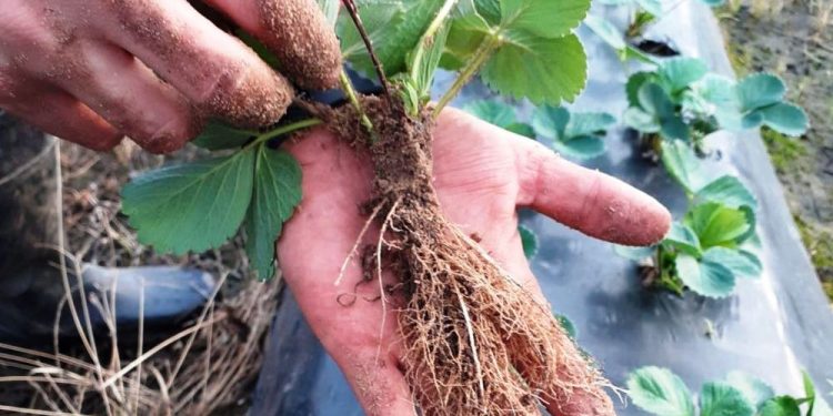 Produce Michoacán el 31.8 por ciento de la plántula de fresa del país