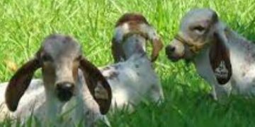 Michoacán, noveno productor de pastos en el país