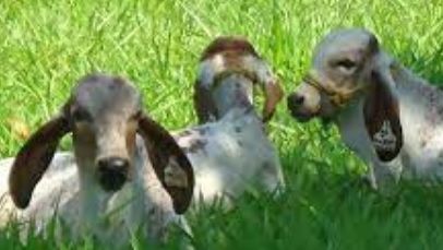 Michoacán, noveno productor de pastos en el país