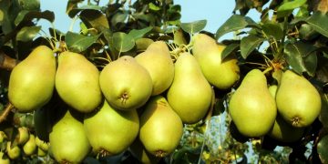 Produce Michoacán el 36 por ciento de la pera del país