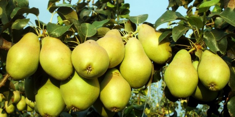 Produce Michoacán el 36 por ciento de la pera del país