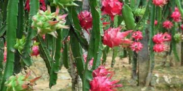 Huetamo da a Michoacán 6° lugar nacional en producción de pitahaya
