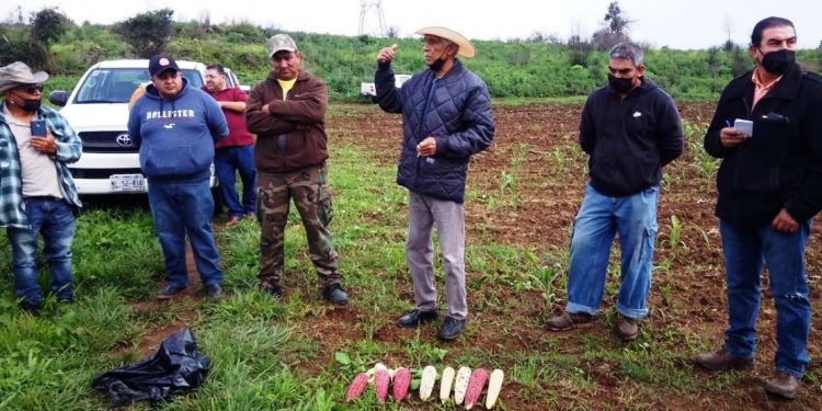 Aumenta un 140% la producción de maíz pozolero, con Agricultura Sustentable