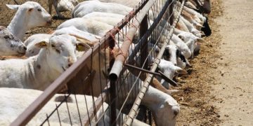 Produce Michoacán mil 546 toneladas de ganado ovino