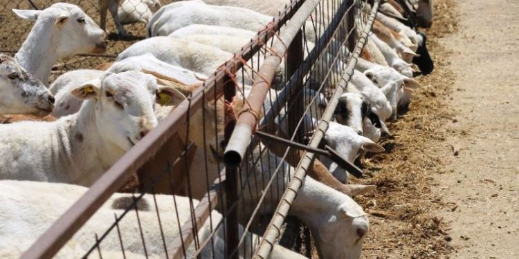 Produce Michoacán mil 546 toneladas de ganado ovino