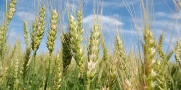 Michoacán aporta el 7.8% del trigo del país